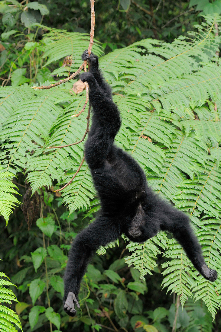 Young Female Siamang Playing