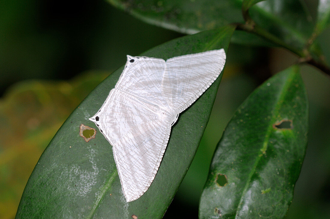 Laotian Uraniid Moth