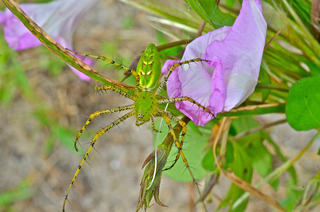 Green Lynx Spider