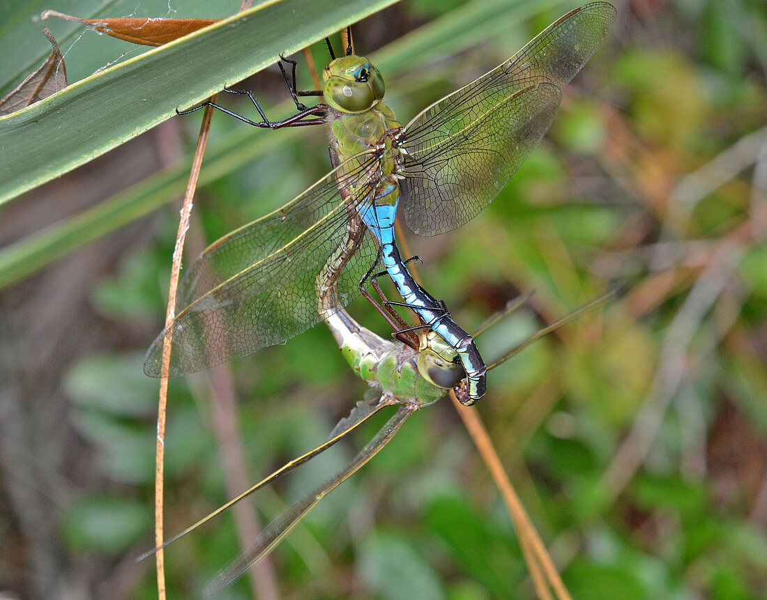 Green Darner Dragonflies