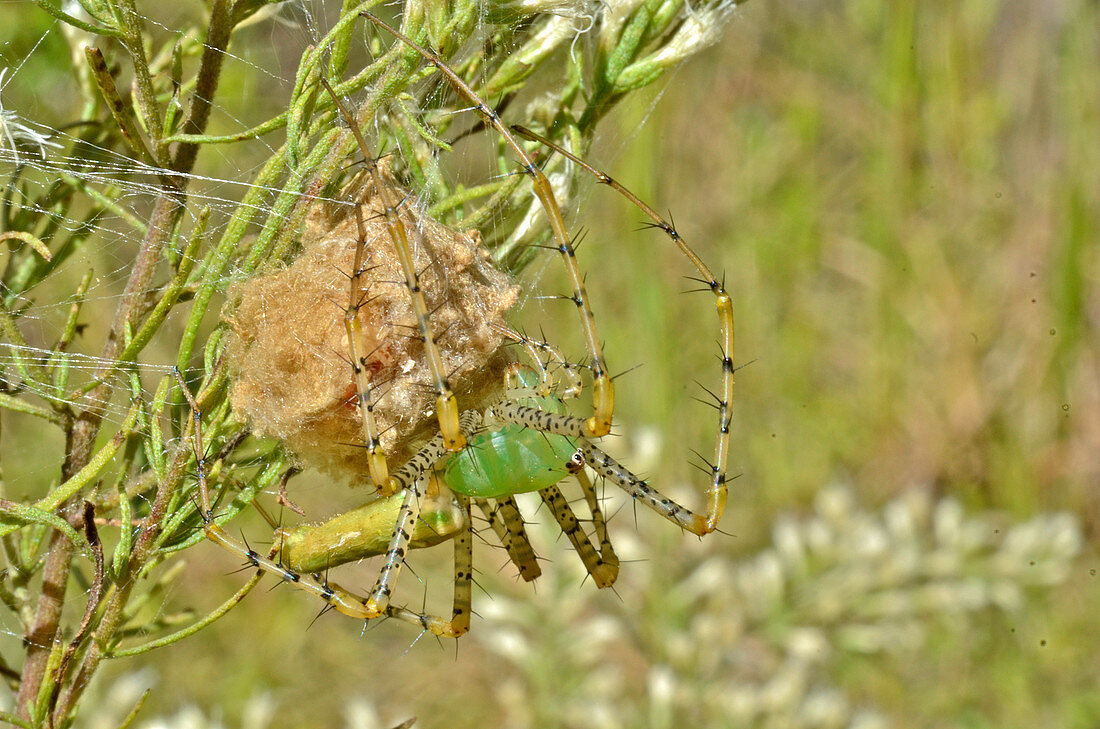 Green Lynx Spider with egg sac