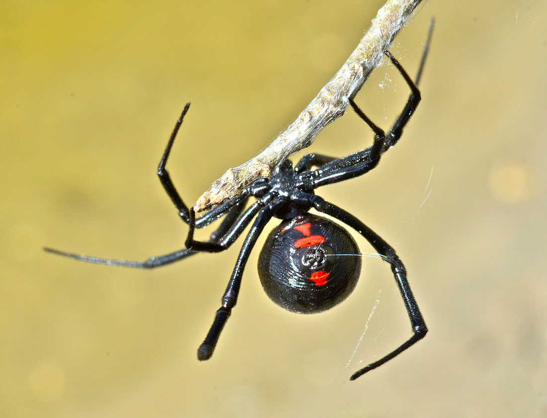 Black Widow Spider