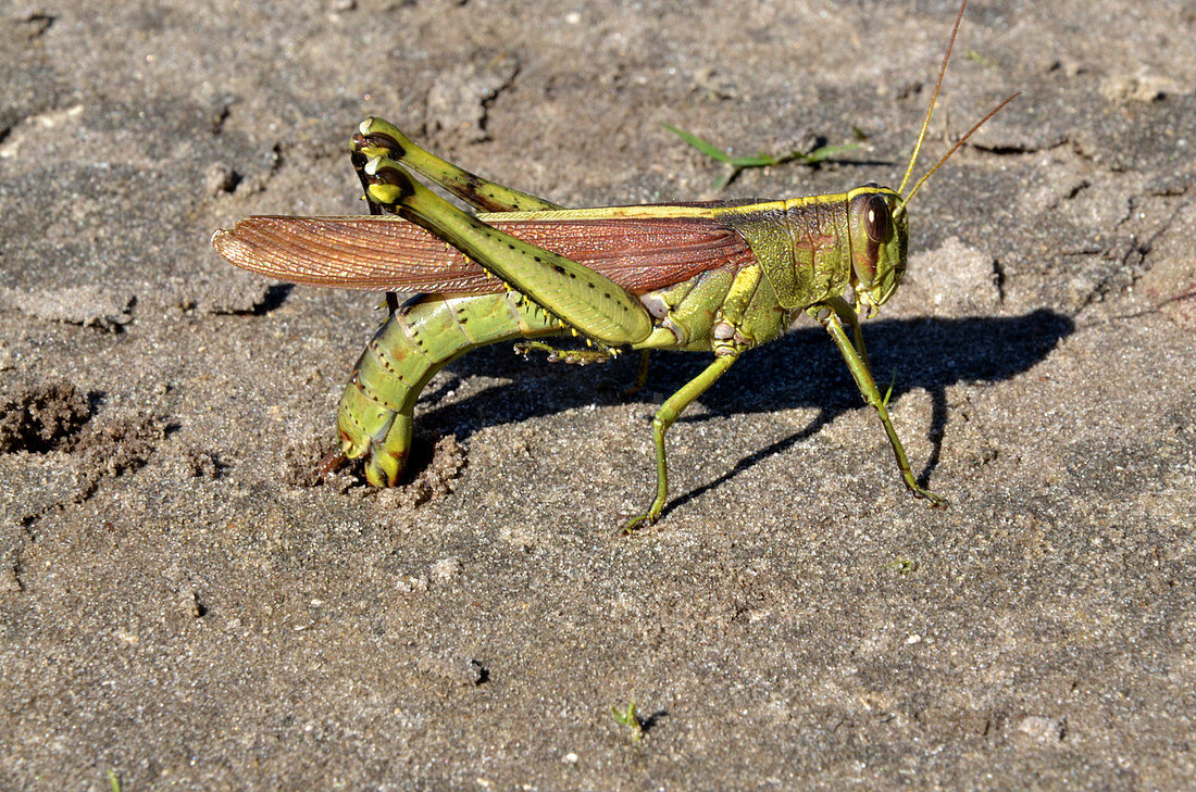 Obscure Grasshopper laying eggs