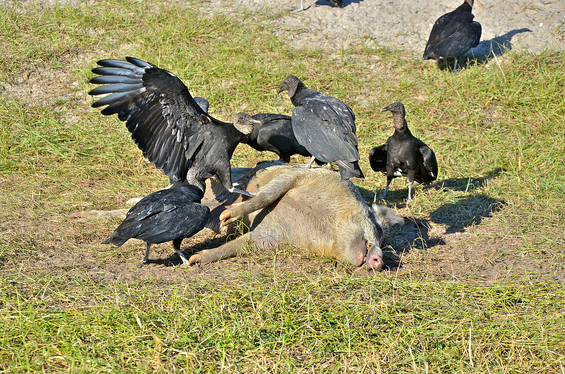 Black Vultures eat Dead Hog