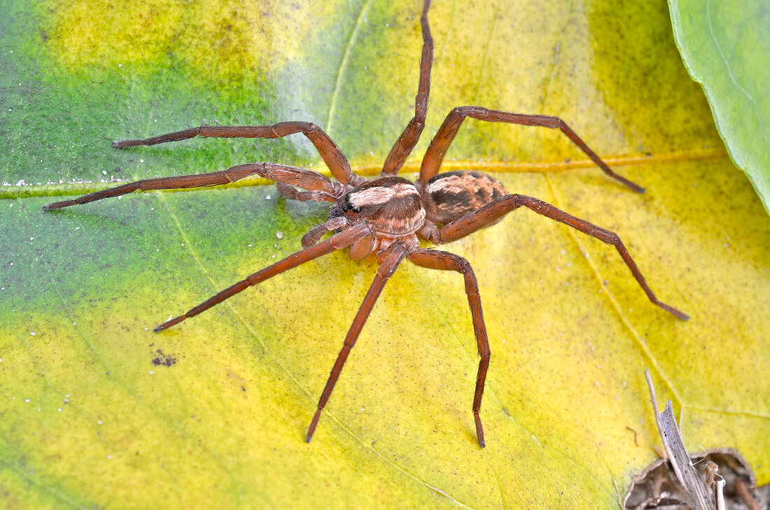 Florida Wandering Spider