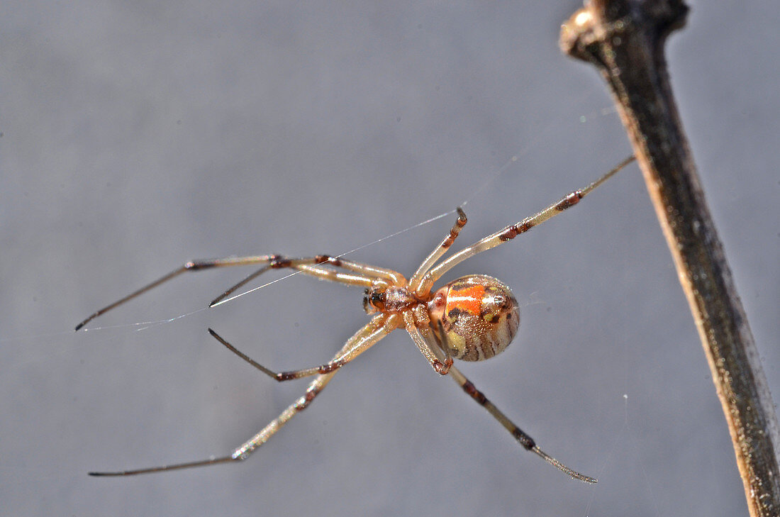 Brown Widow