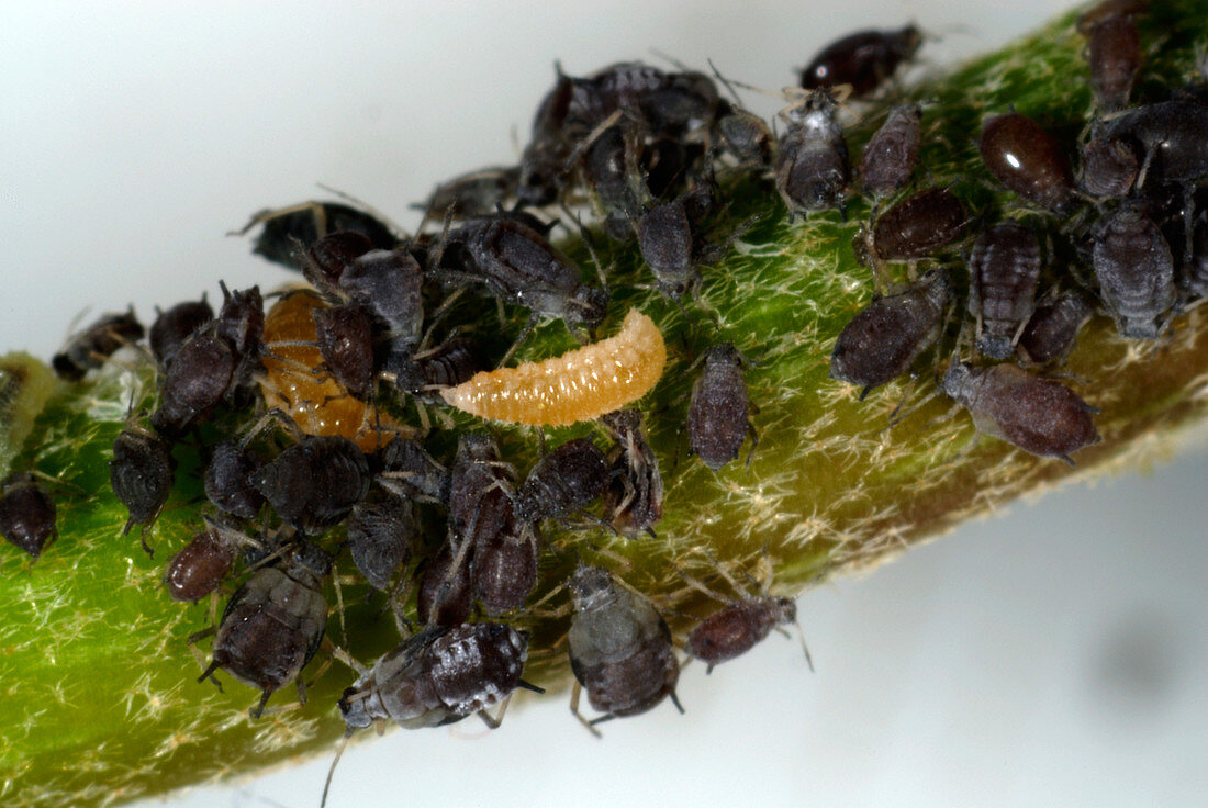 Predatory midge larva and Ivy aphids