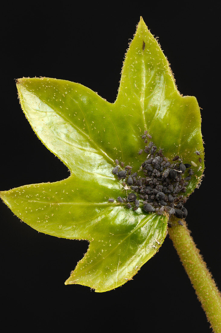 Ivy aphids