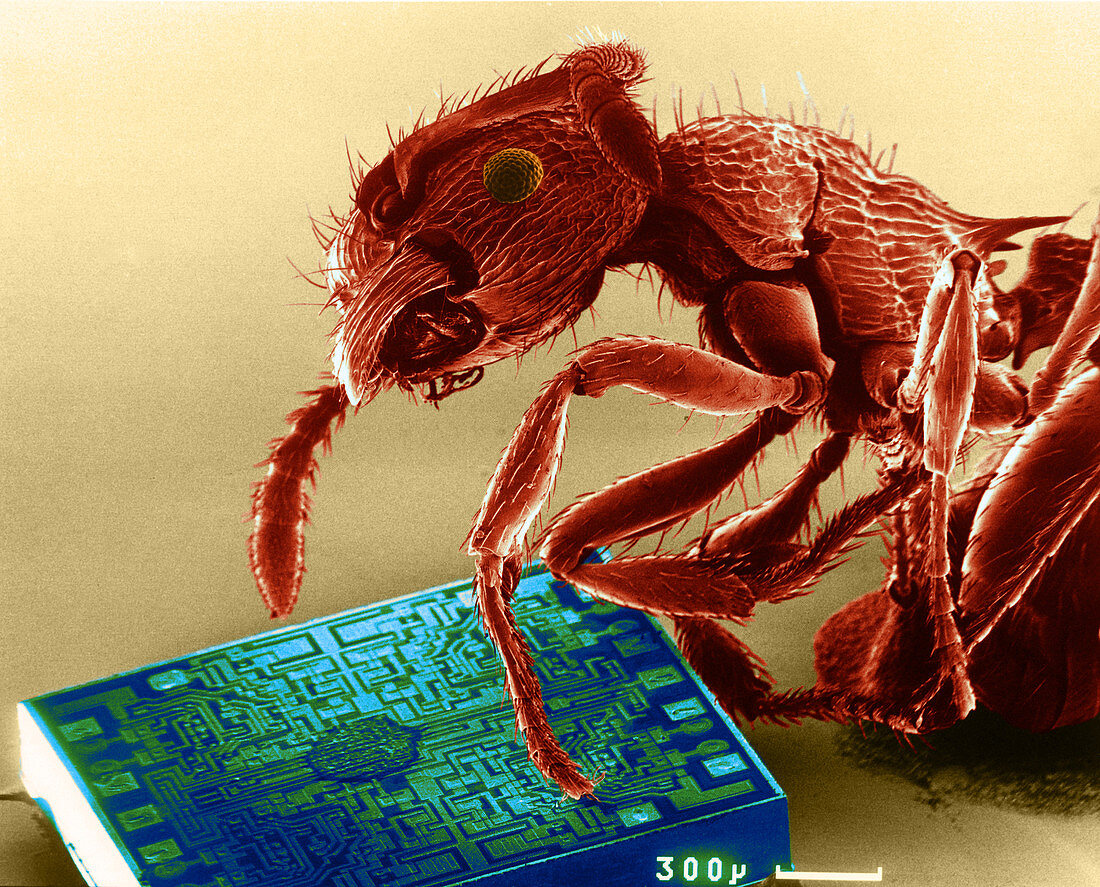 Red Ant with Microchip,SEM