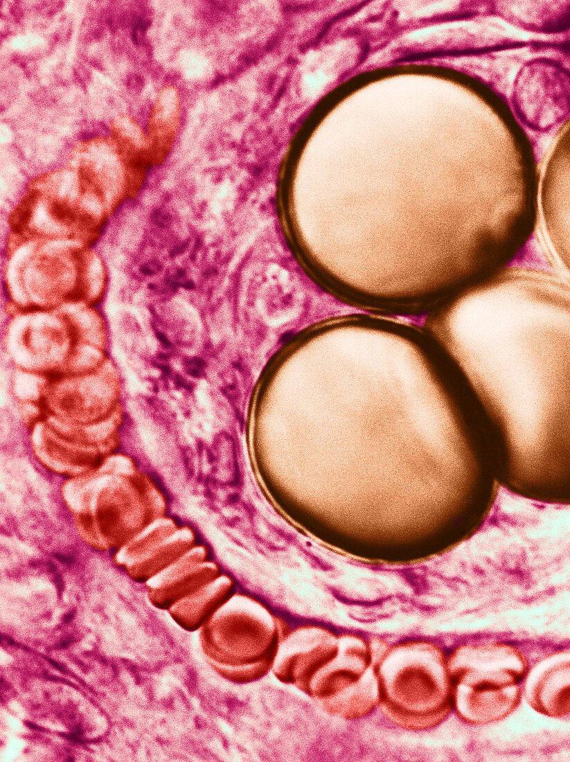 LM of Red Blood Cells in Capillary