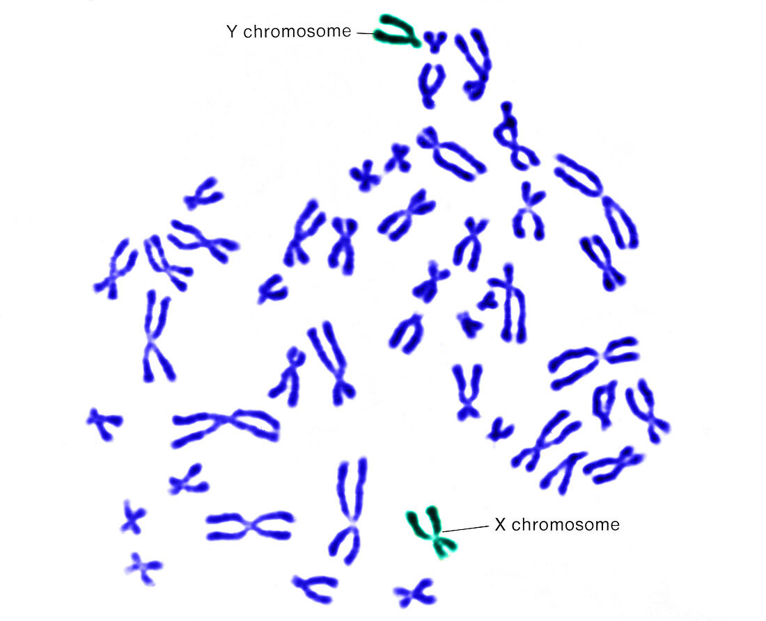 Male karyotype