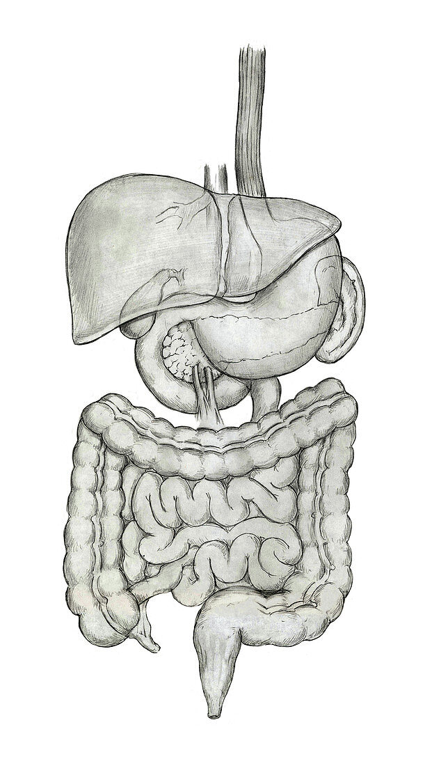 Digestive System