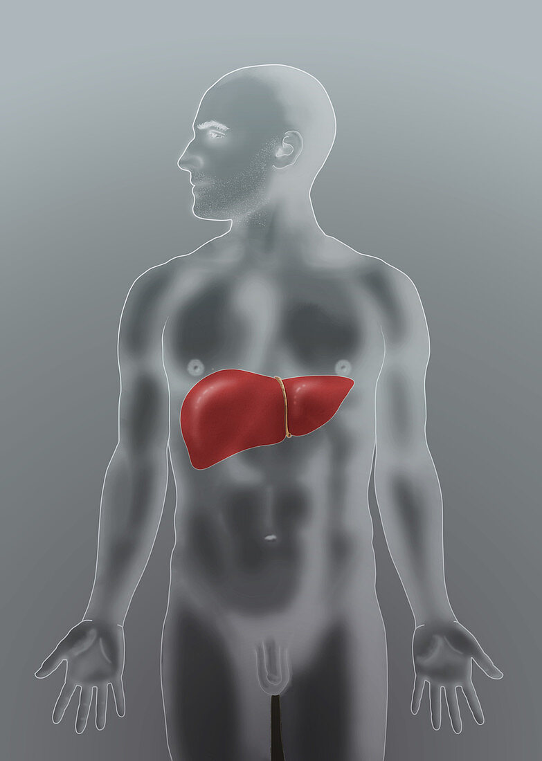 Anatomical Position of Liver