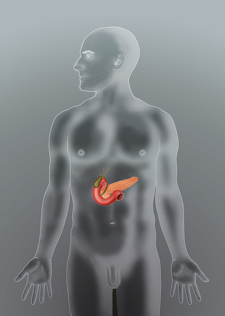 Anatomical Position of Biliary System