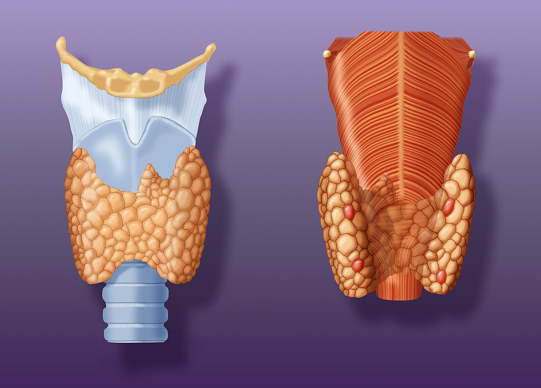 Thyroid Gland