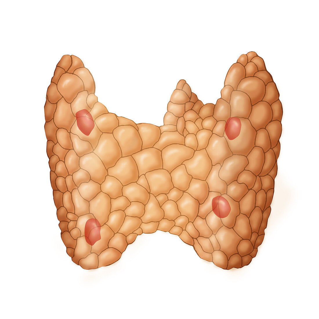 Thyroid Gland