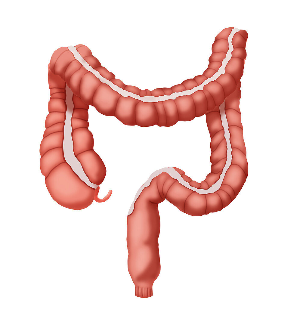 Large Intestine