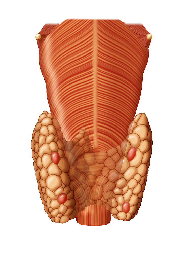 Thyroid Gland