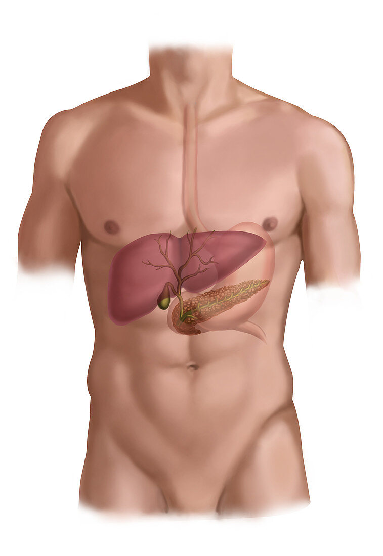 Liver,Stomach and Pancreas