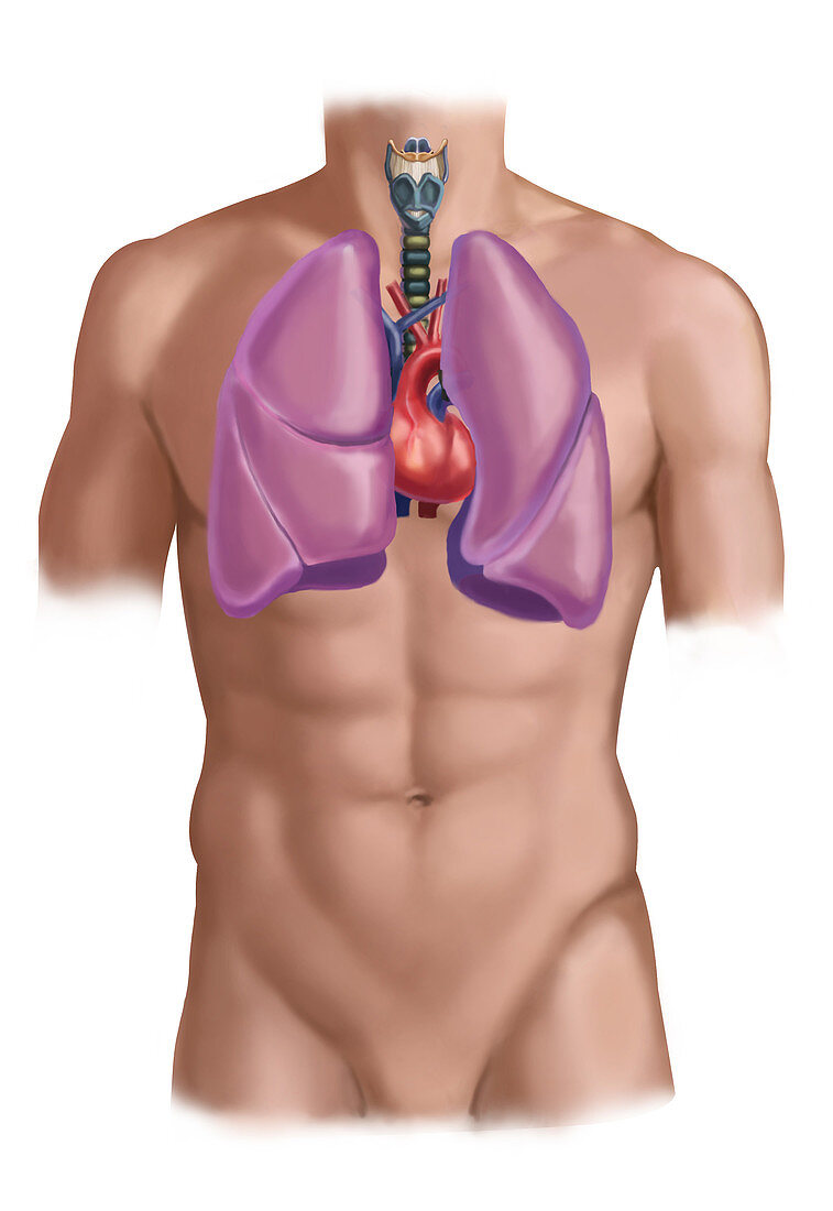 Cardiovascular and Respiratory Systems