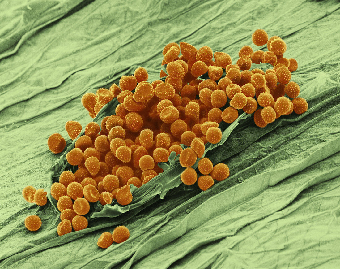 Cereal Rust (SEM)