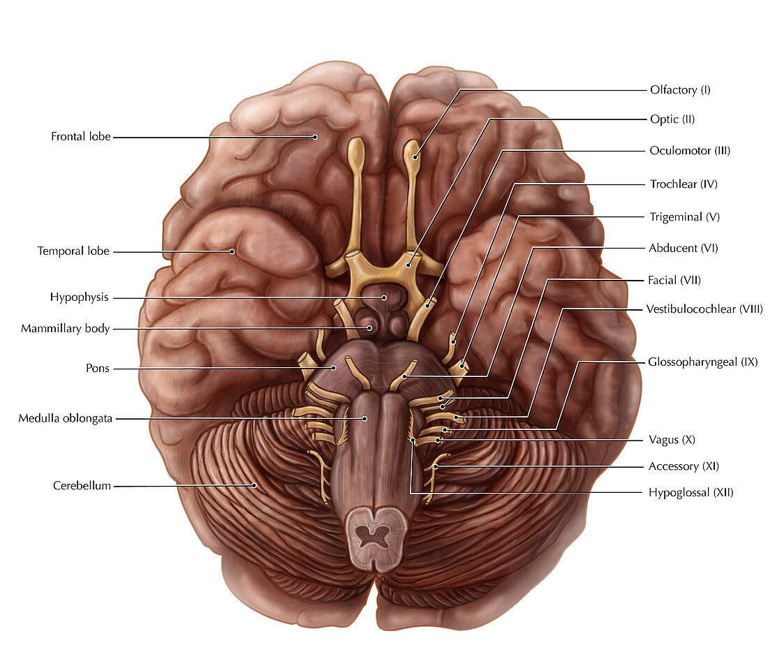 Brain and Cranial Nerves