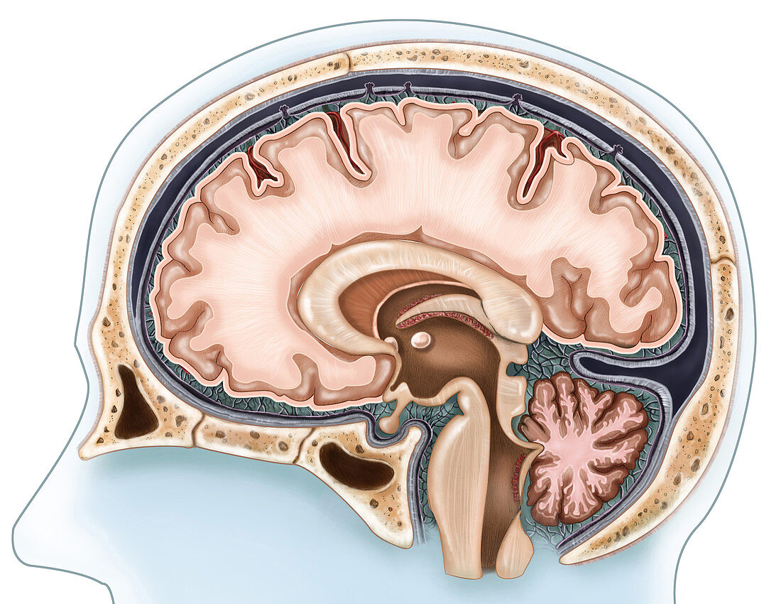 Sagittal View of the Brain