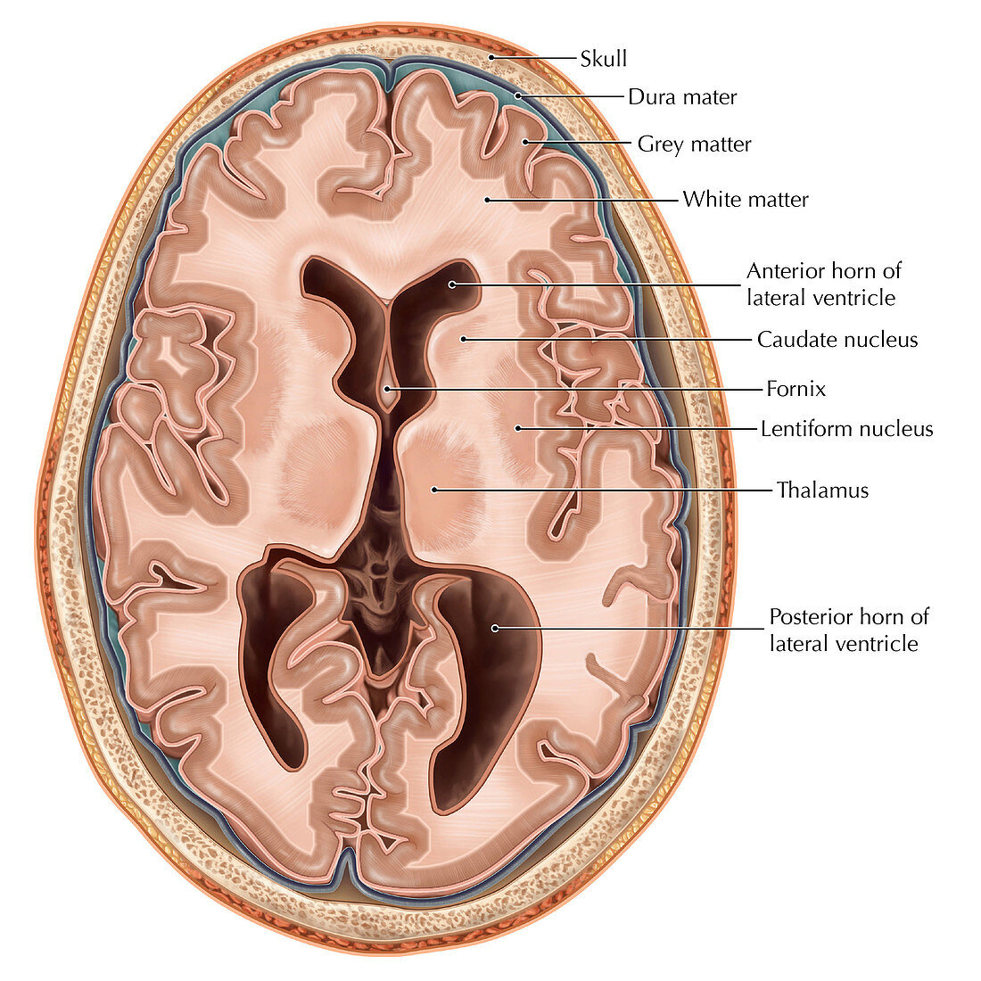 Transverse Section of the Brain