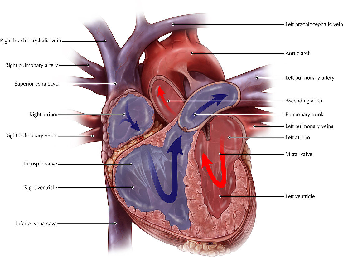 Chambers of the Heart and Bloodflow