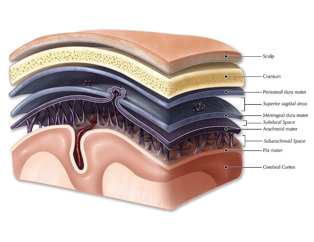 Layers of Meninges