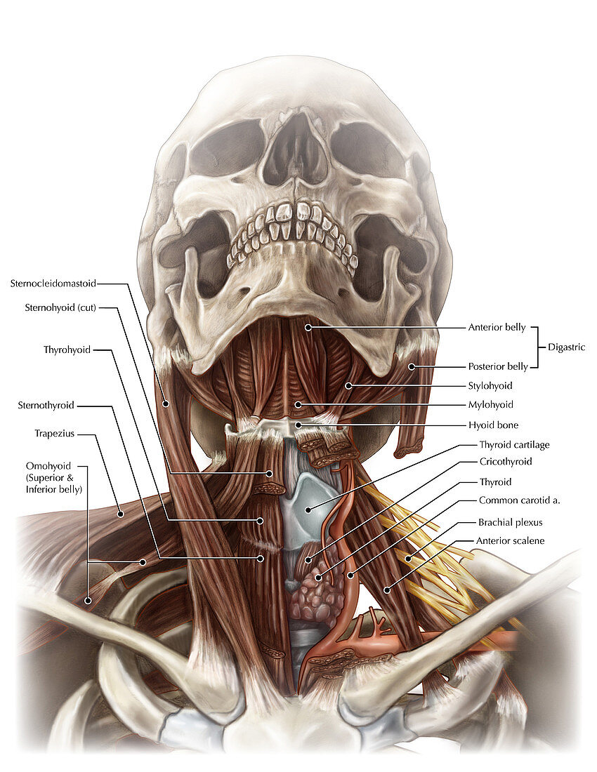 Anatomy of the Neck