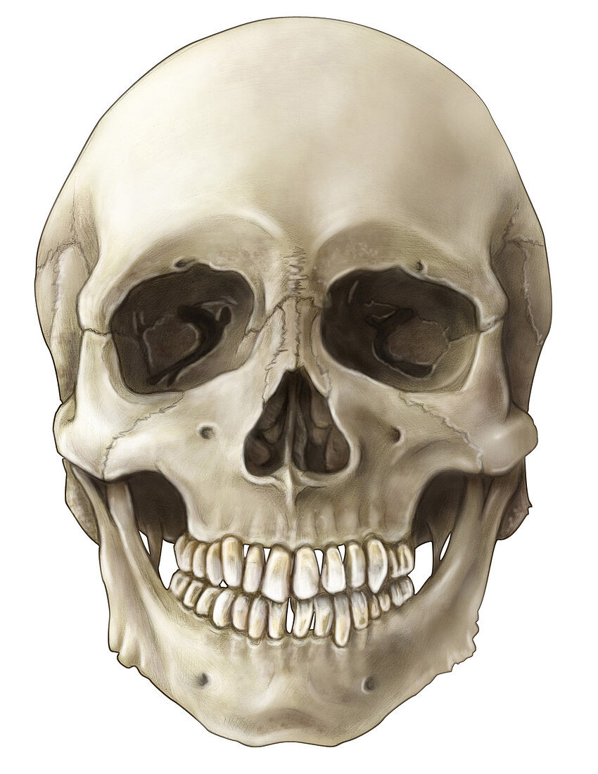 Skull (Anterior View)