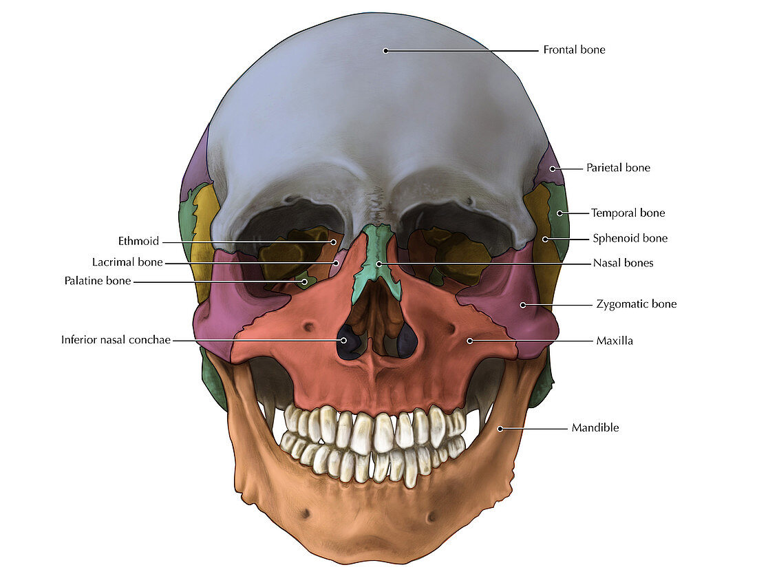 Bones of the Skull (Anterior)