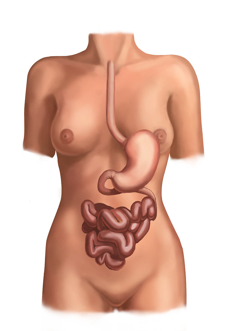Stomach and Small Intestines