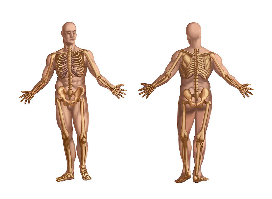 Human Skeletal System