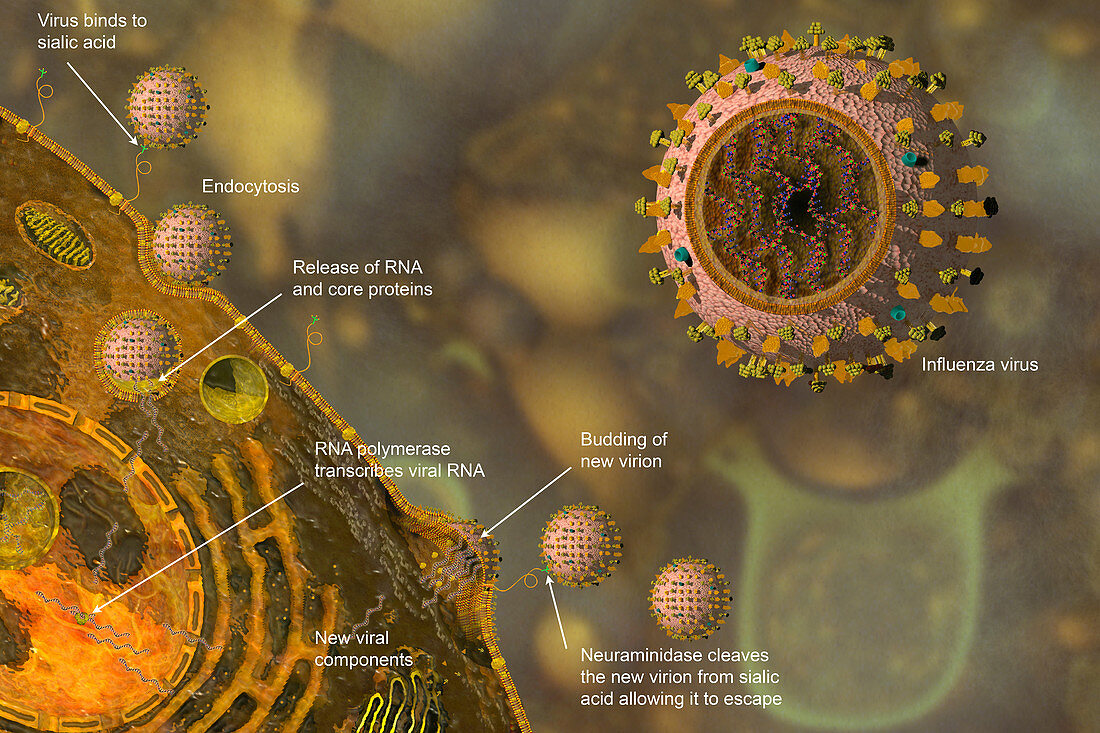 Influenza Virus Reproduction