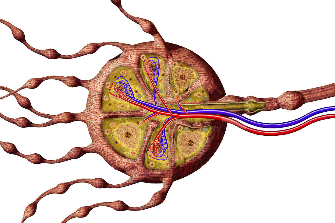 Lymph Node