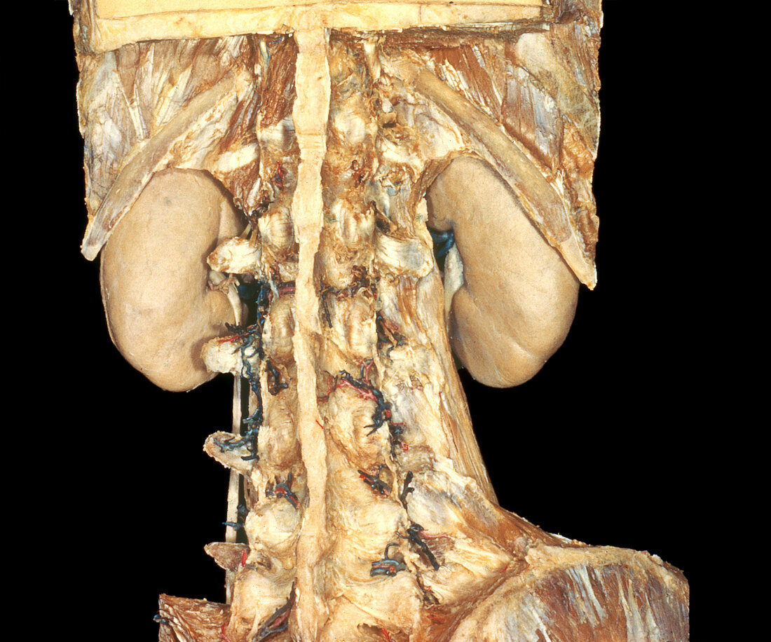 Posterior View of Kidney's