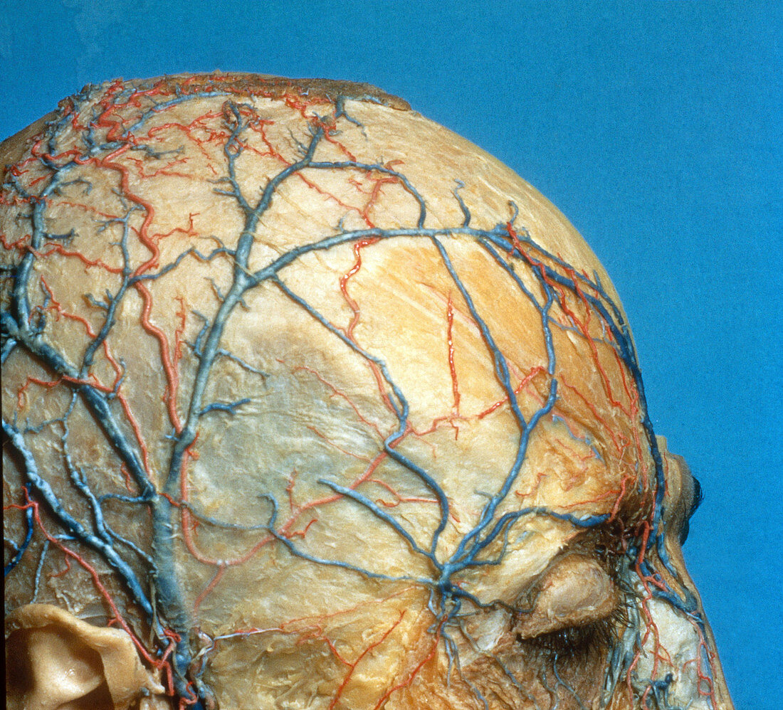 Nerves and Blood Vessels on Scalp