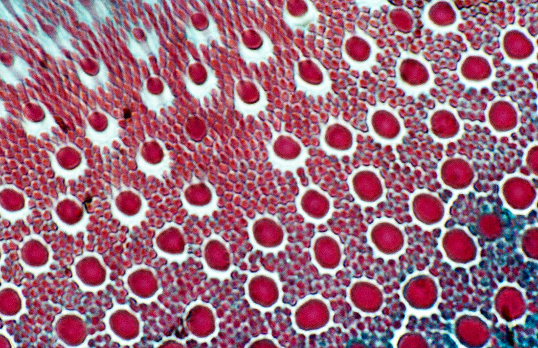 Rods and Cones,light micrograph