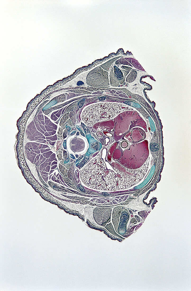Rat Embryo (LM)