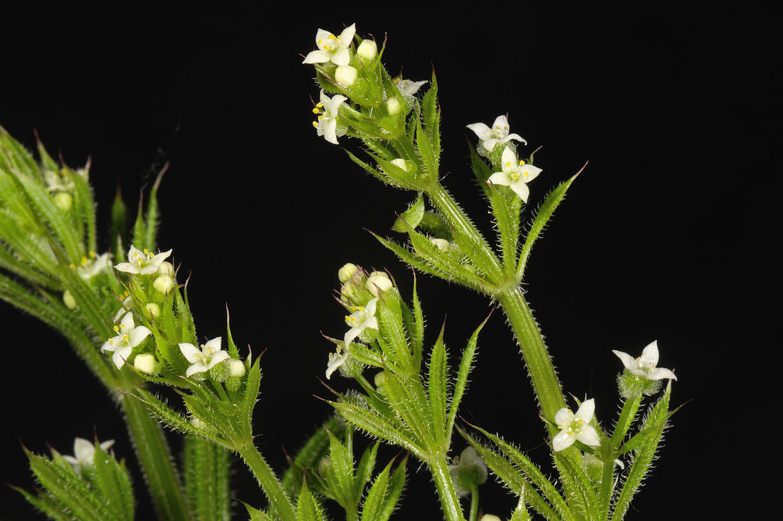 Small white flowers of Cleavers
