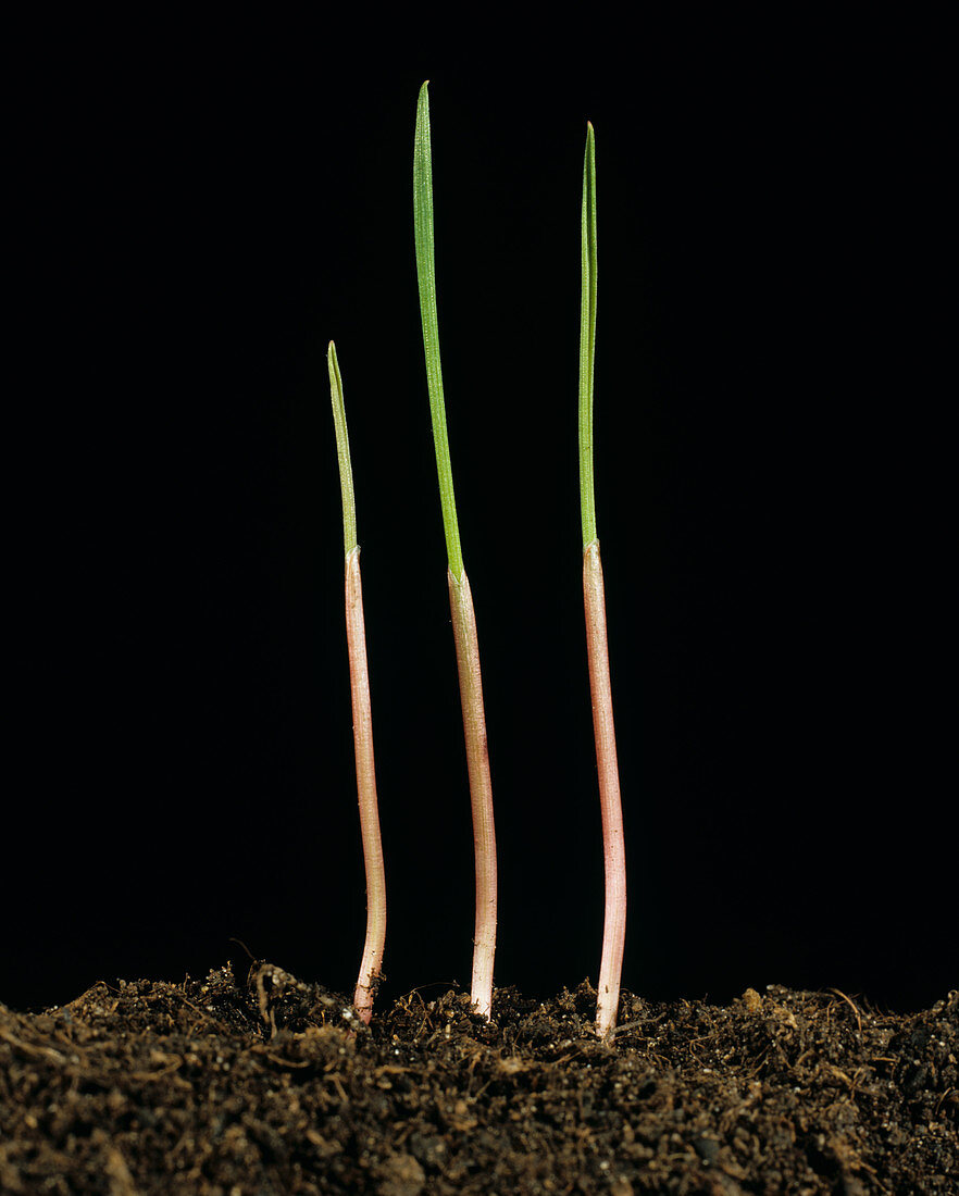 Canary Grass Seedlings