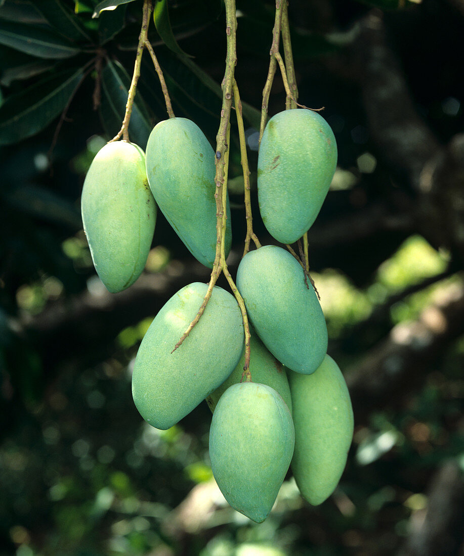 Mangoes on Tree