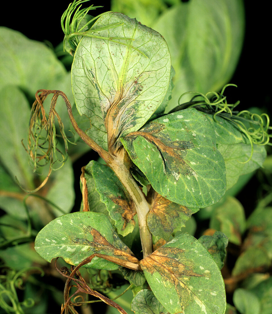 Bacterial blight on Pea