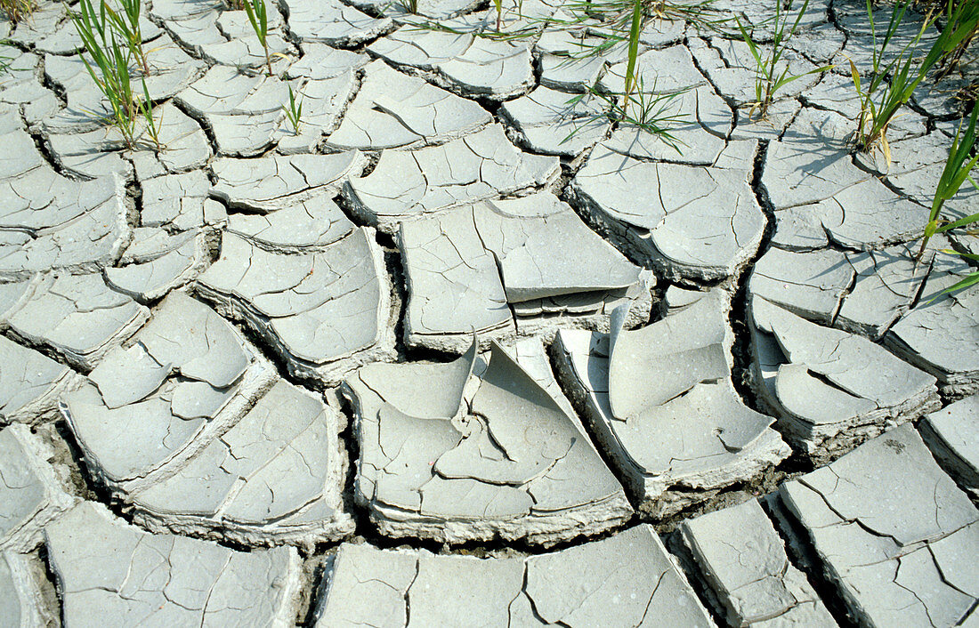 Parched & cracked soil