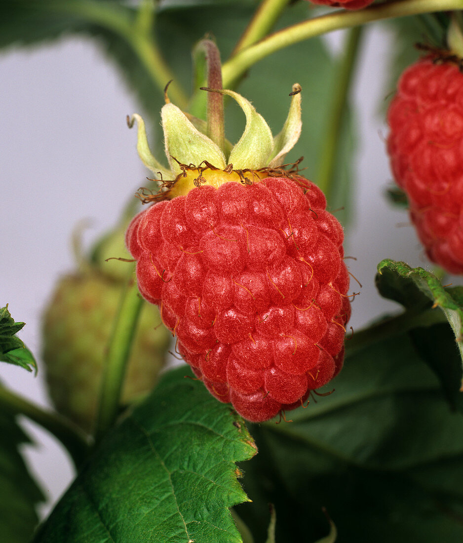 Ripe summer raspberry