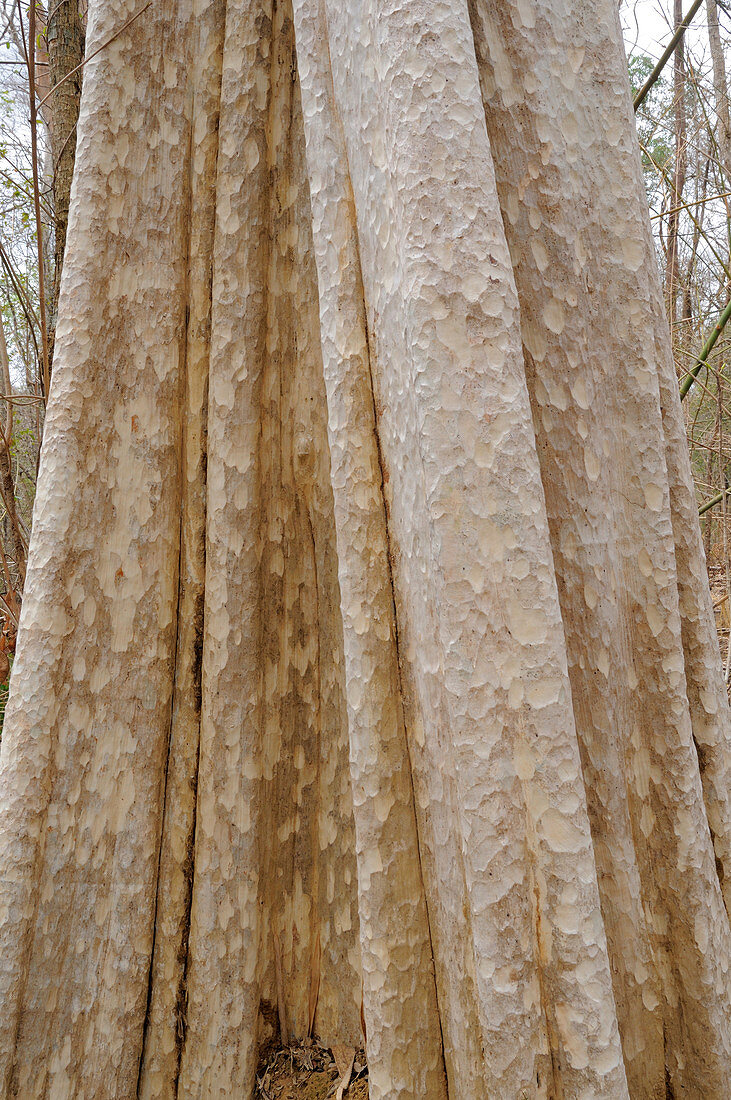 Lagerstroemia Calyculata tree