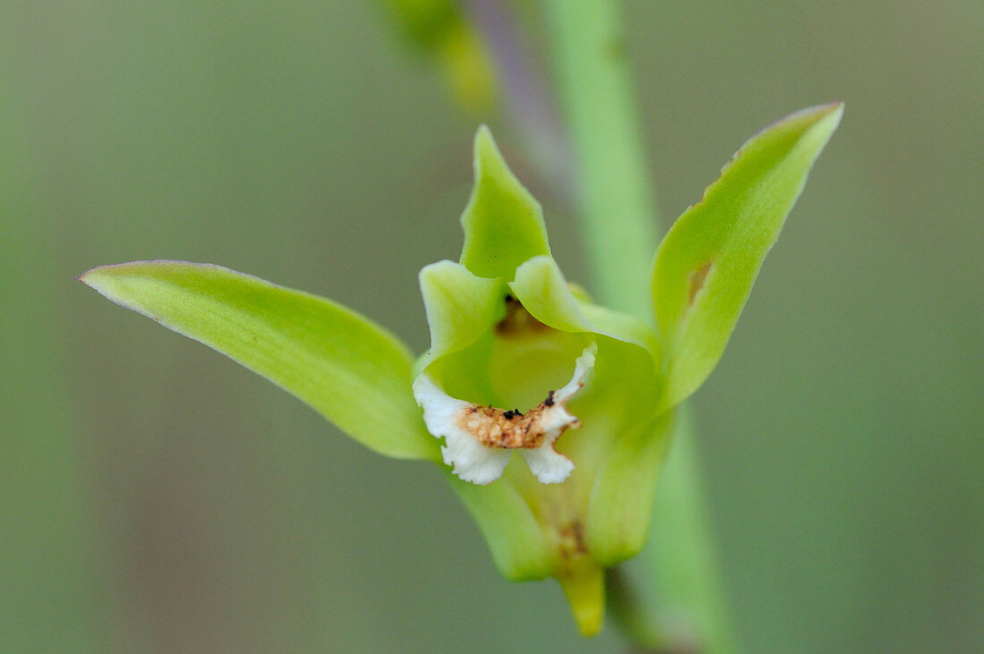 Eulophia Orchid Flower