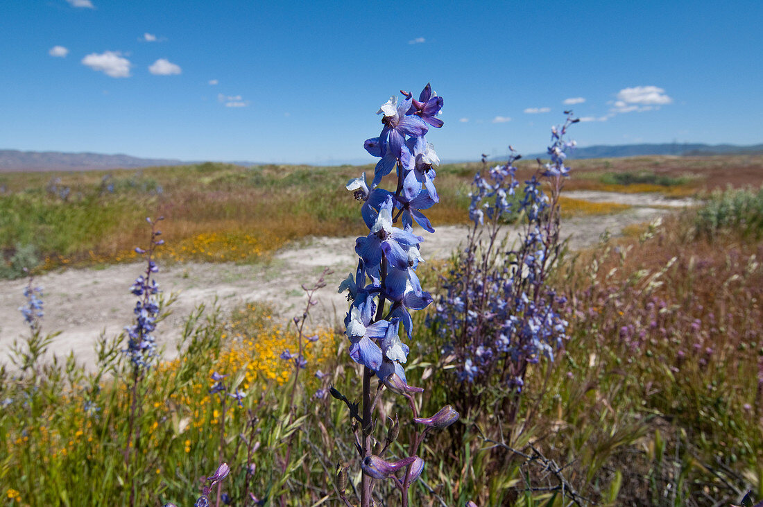 Byron Larkspur,Carrizo Plain